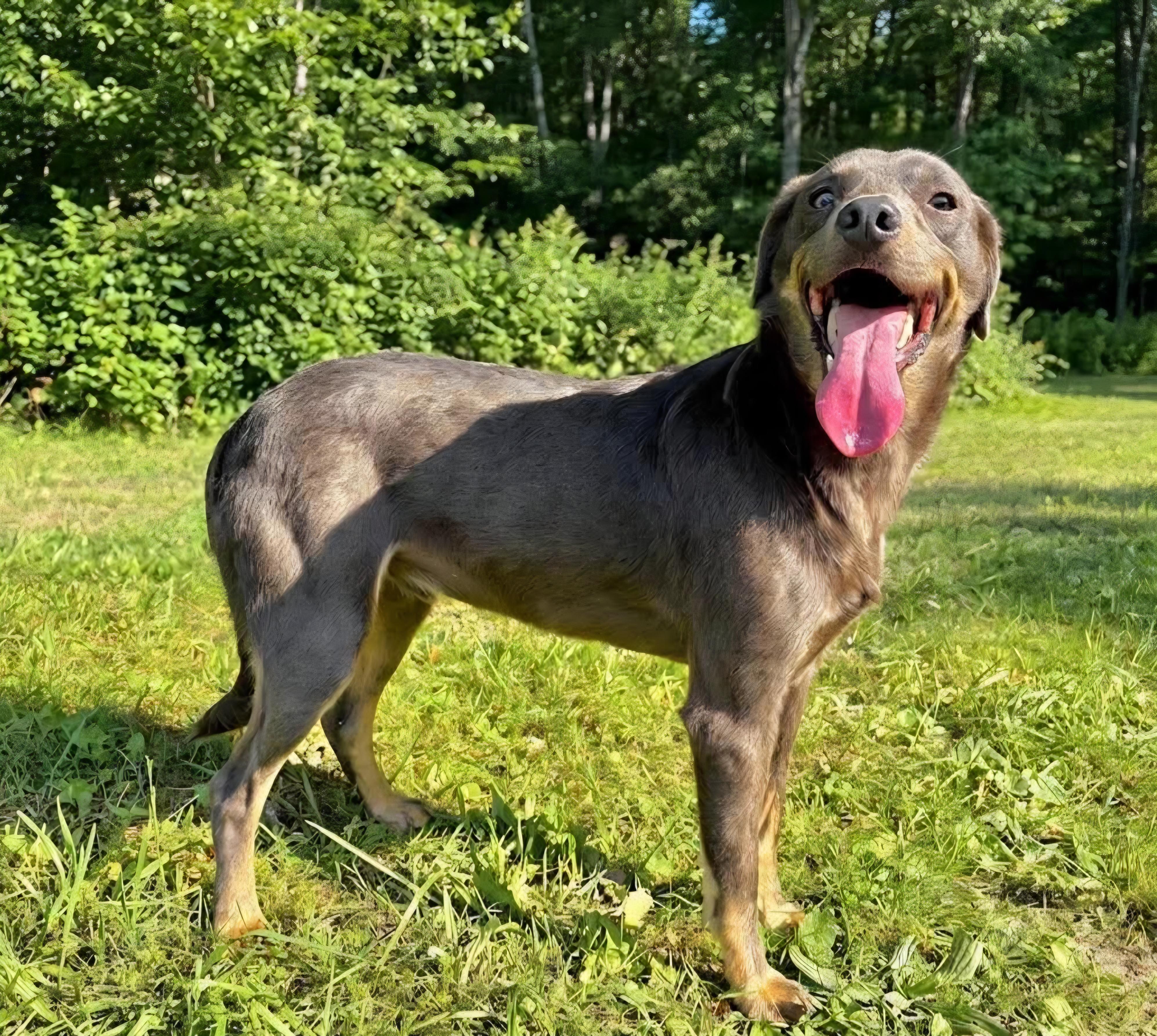 Sunnie, a Adoptable mixed breed in Wheelersburg, OH image 2/4