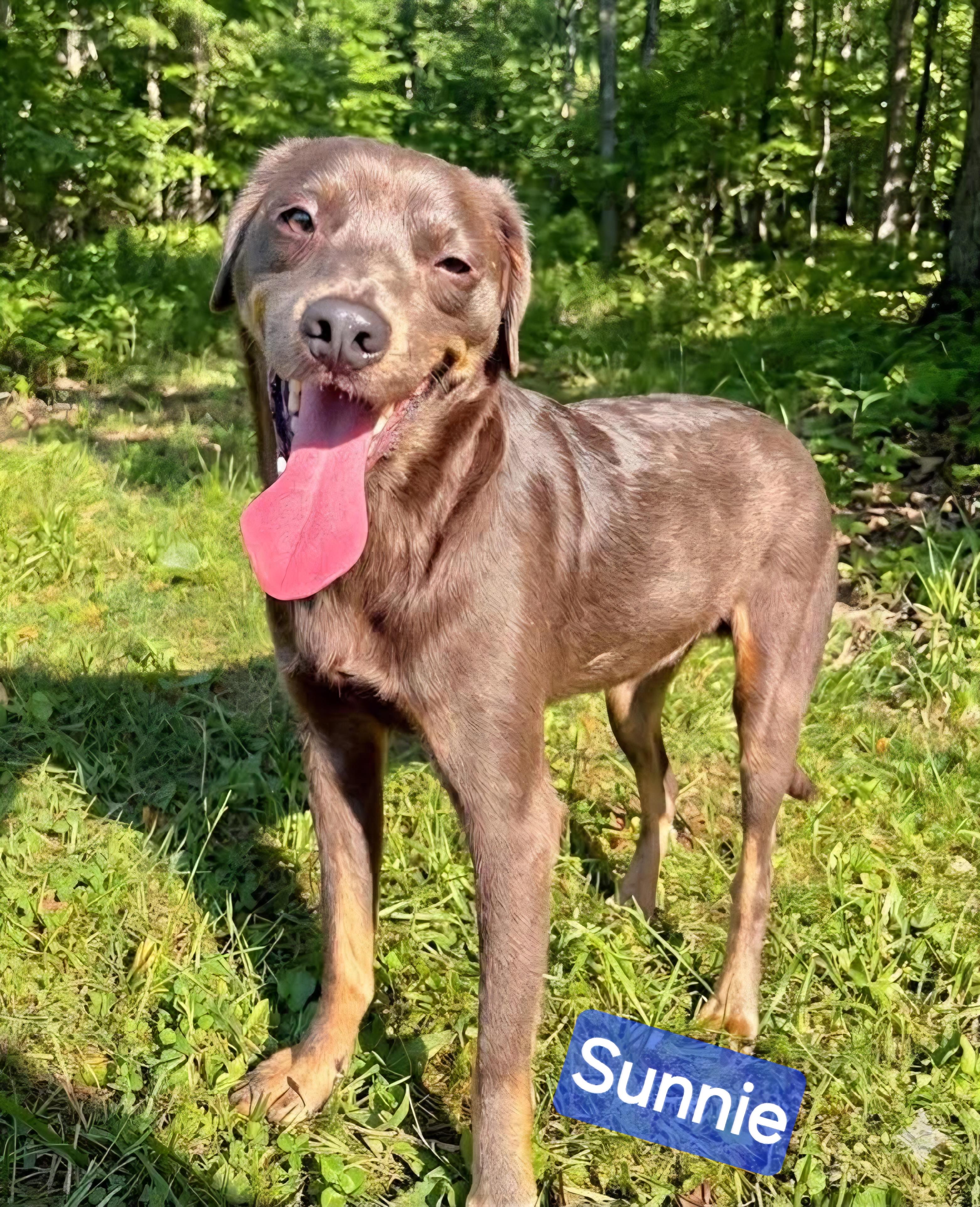 Sunnie, Adoptable, Young Male Terrier.