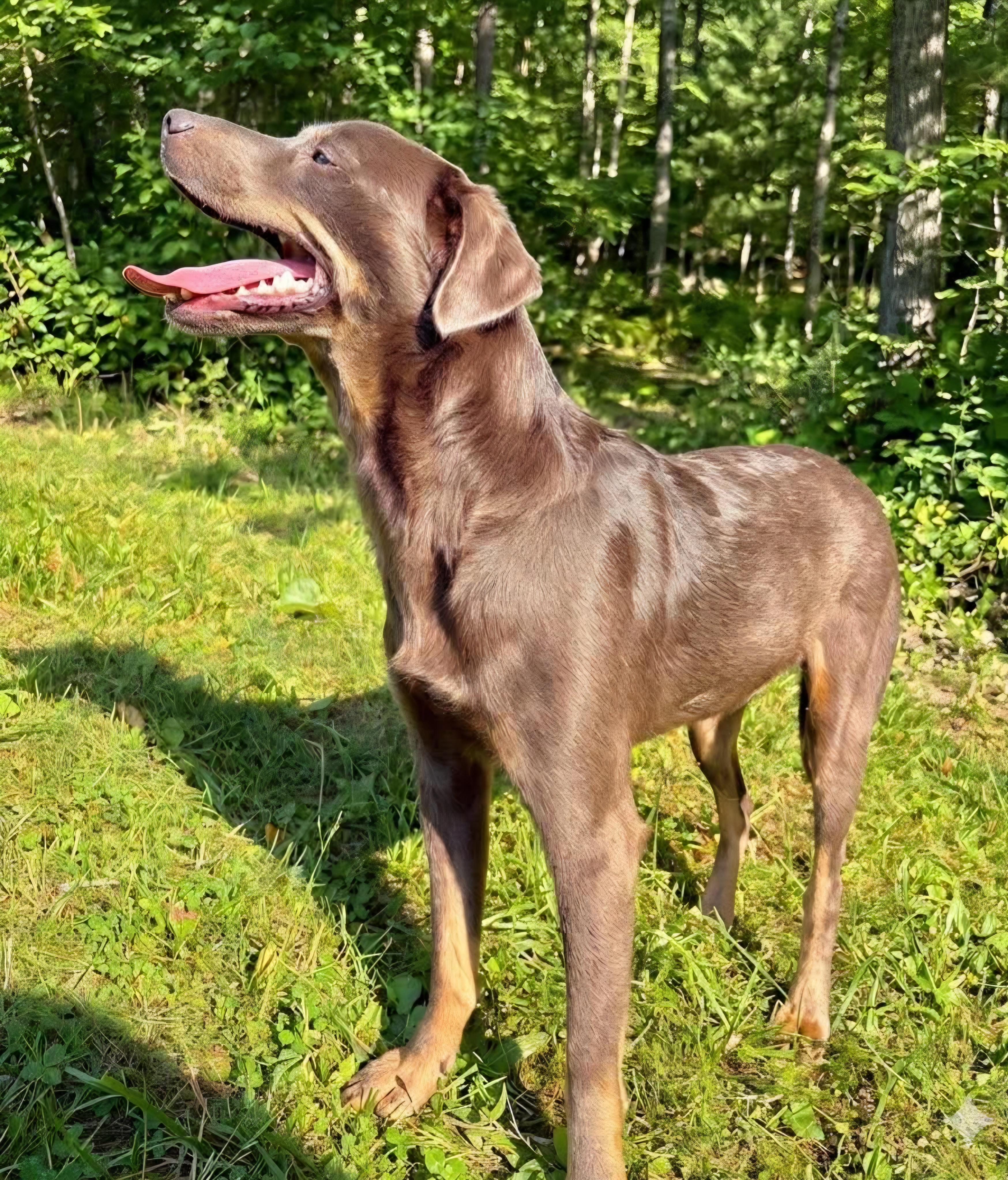 Sunnie, a Adoptable mixed breed in Wheelersburg, OH image 4/4
