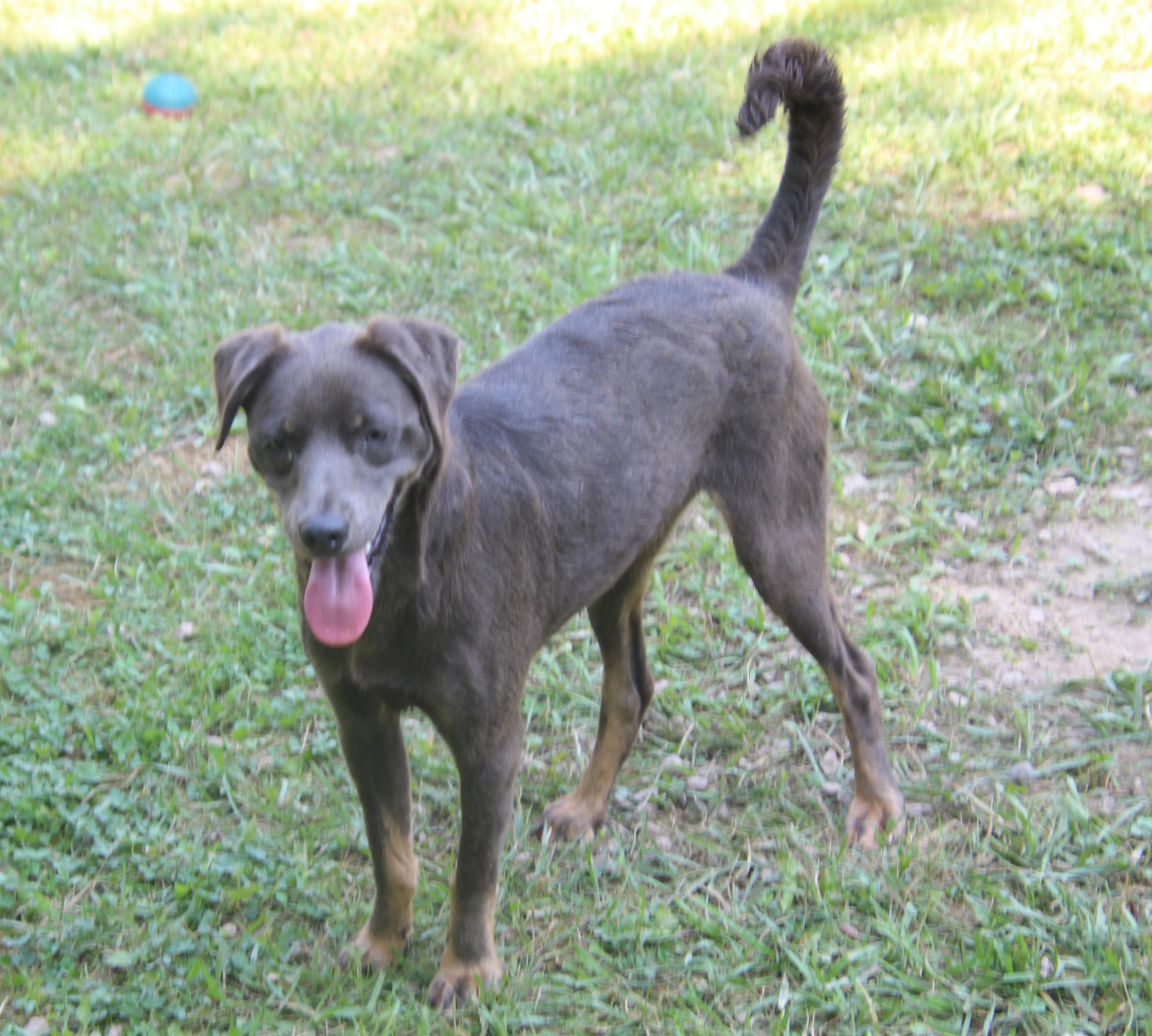 Sunnie, Adoptable, Young Male Terrier.
