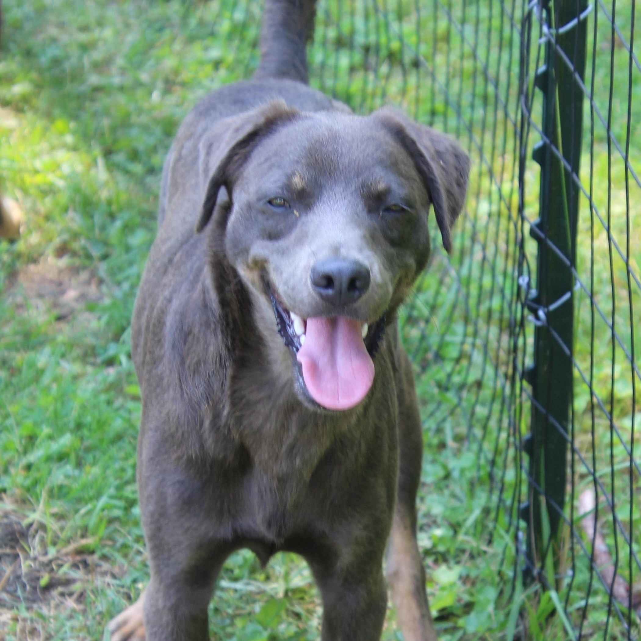 Sunnie, a Adoptable mixed breed in Wheelersburg, OH image 3/4