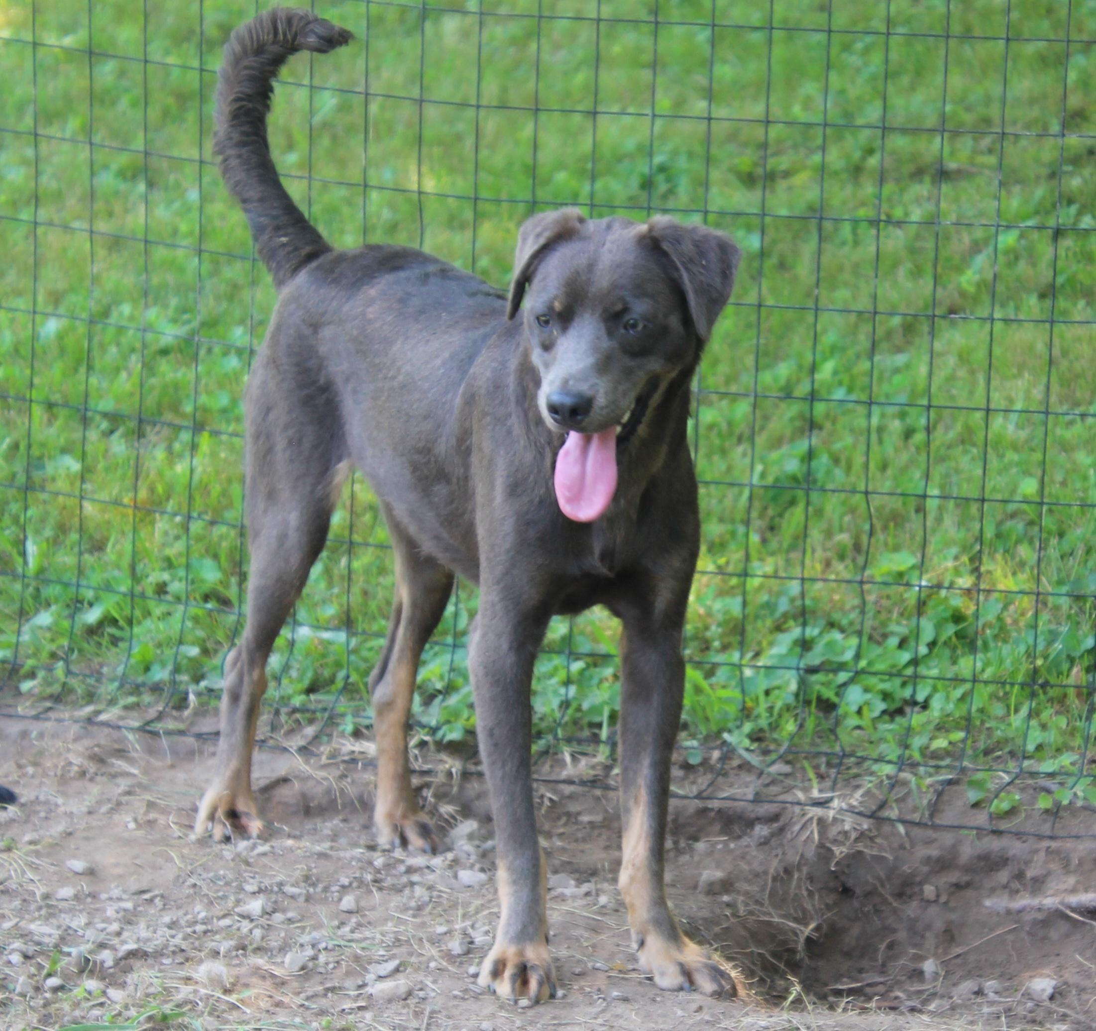 Sunnie, a Adoptable mixed breed in Wheelersburg, OH image 4/4