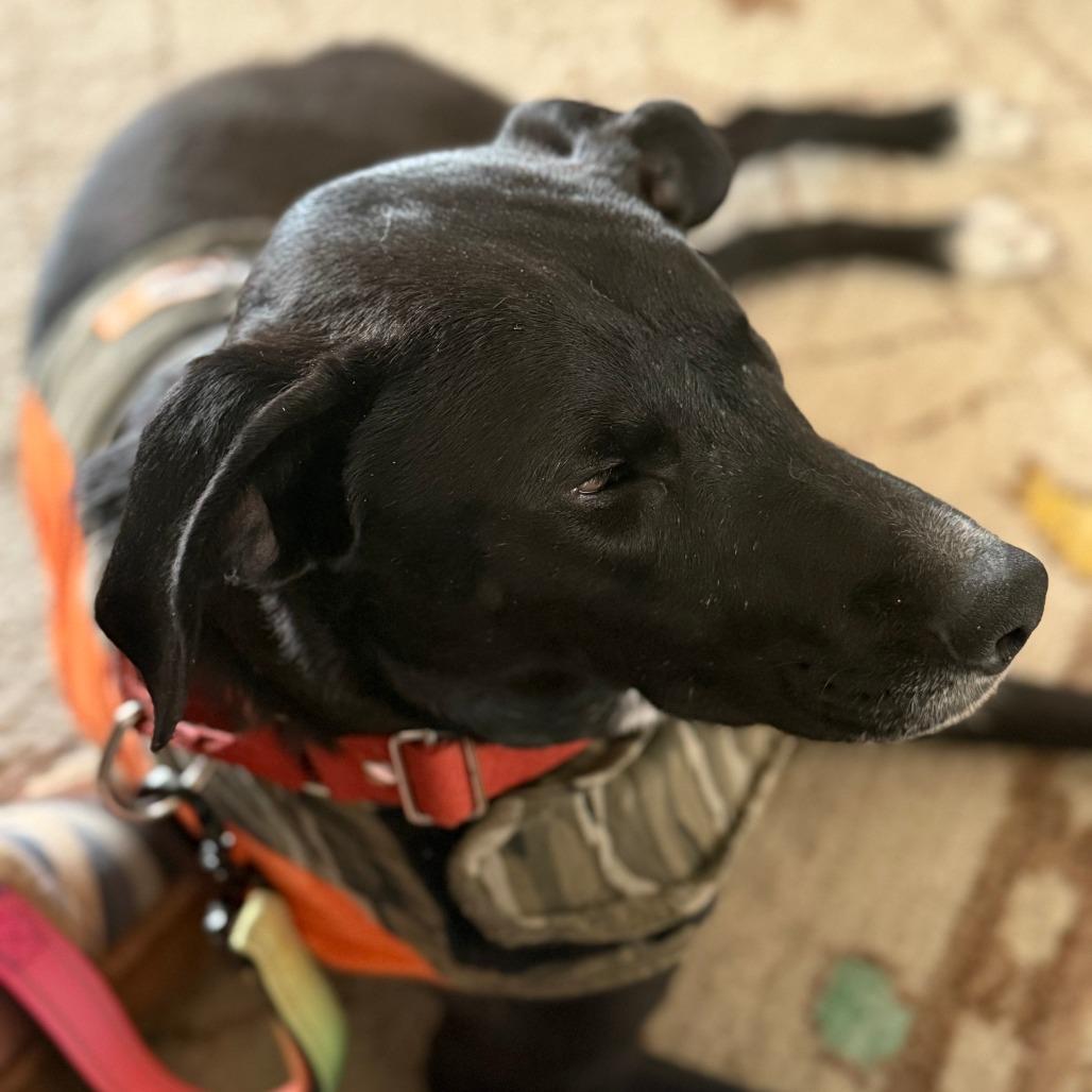 Catalina, Adoptable, Adult Female Mixed Breed.