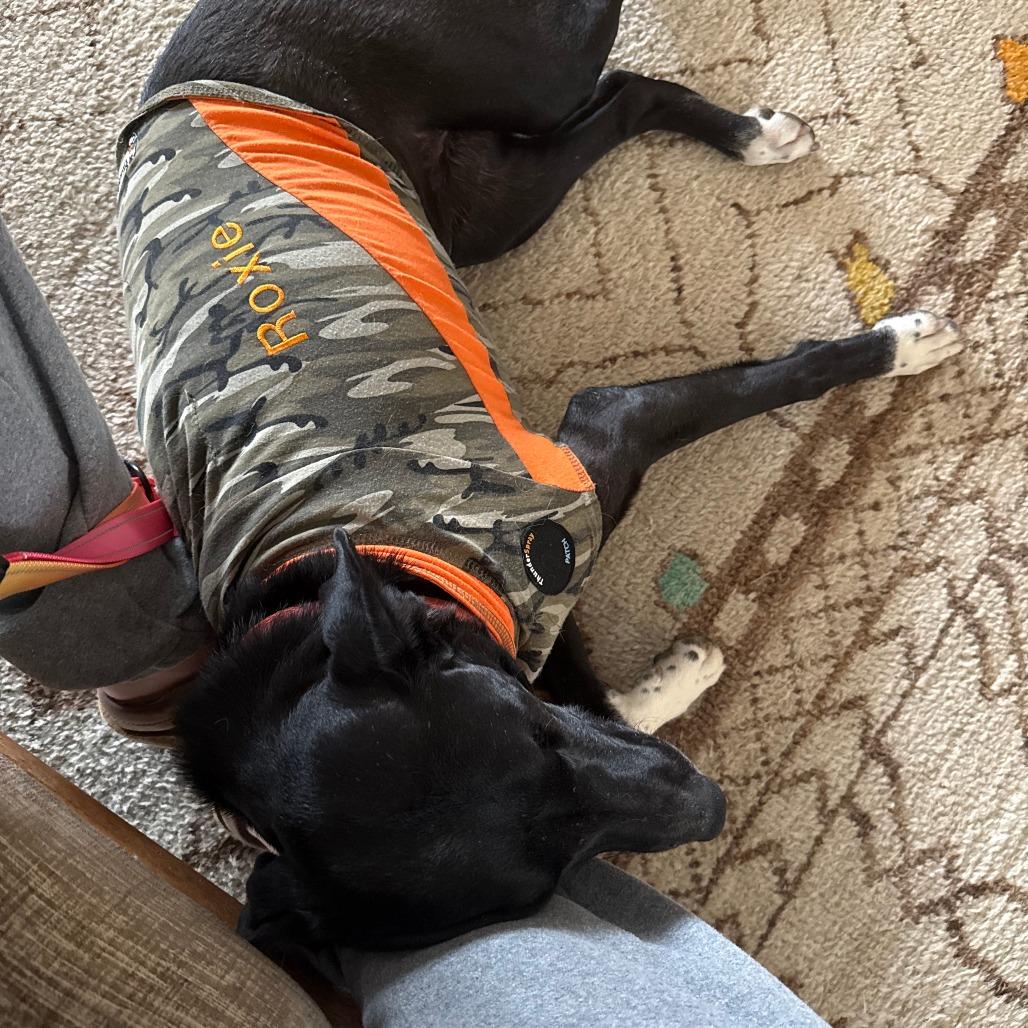 Catalina, a Adoptable Mixed Breed in Bend, OR image 2/6