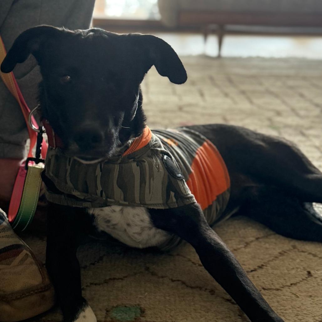 Catalina, a Adoptable Mixed Breed in Bend, OR image 3/6