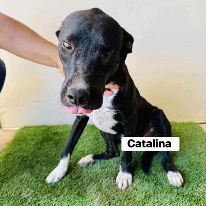 Catalina, a Adoptable Mixed Breed in Bend, OR image 4/6