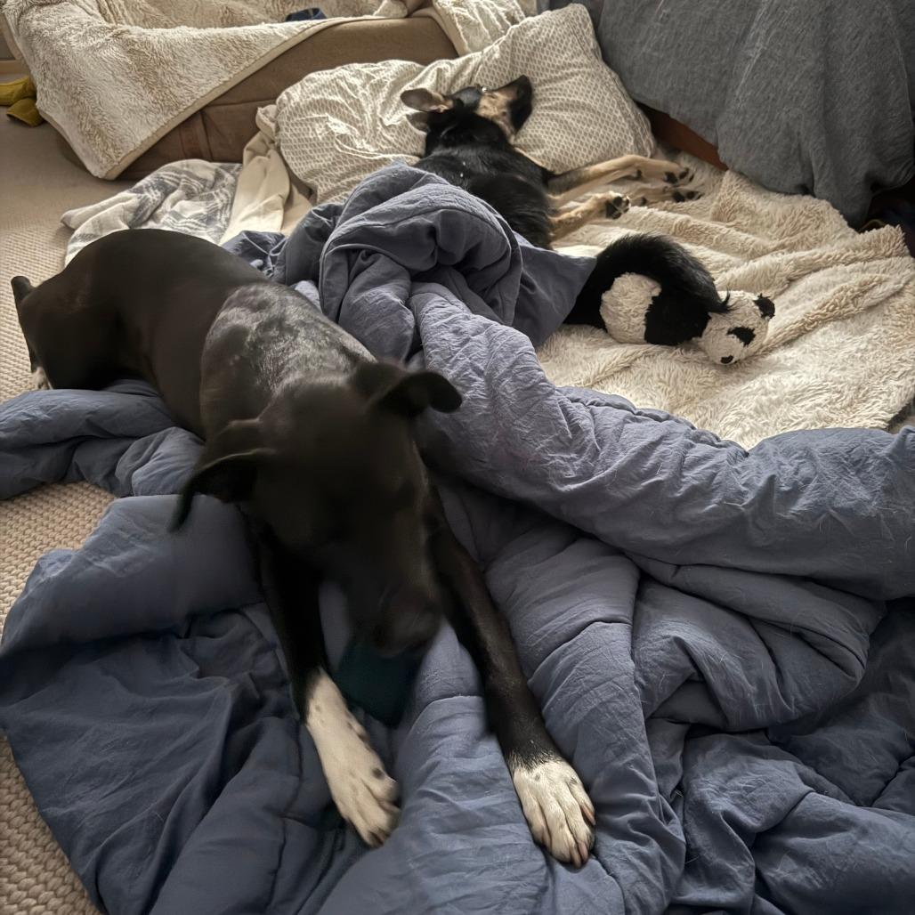 Catalina, a Adoptable Mixed Breed in Bend, OR image 5/6