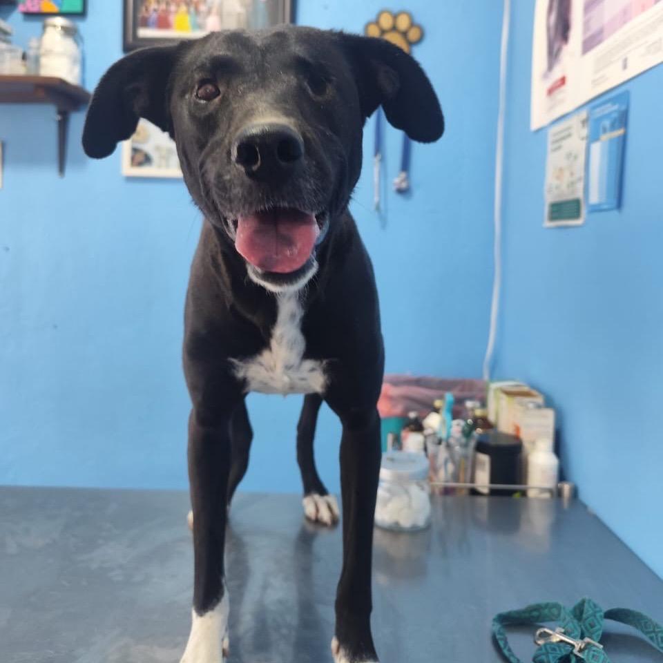 Catalina, a Adoptable Mixed Breed in Bend, OR image 6/6