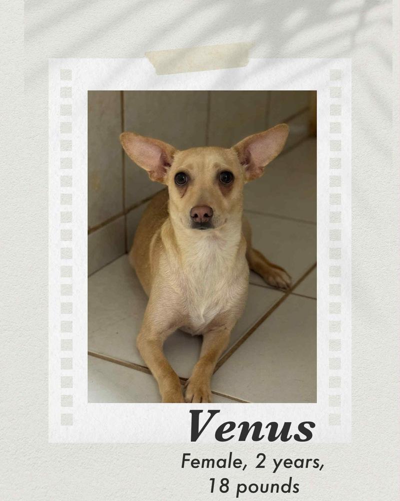 Enlarge Venus, a Adoptable mixed breed in Puerto Penasco, SON image 1/1