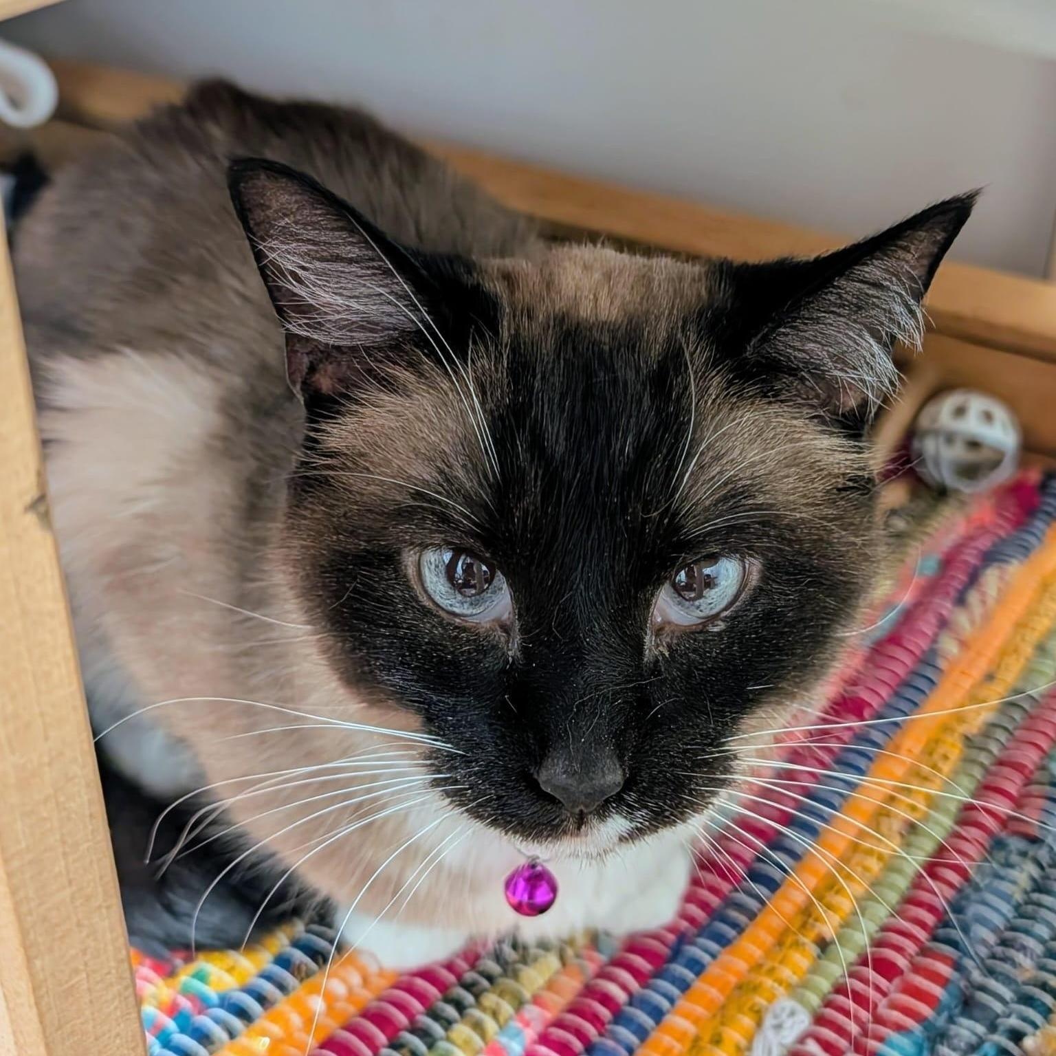 Minnow, a ADOPTABLE Snowshoe in New York, NY image 6/6