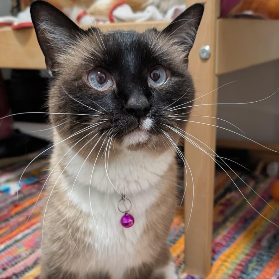 Minnow, a ADOPTABLE Snowshoe in New York, NY image 5/6