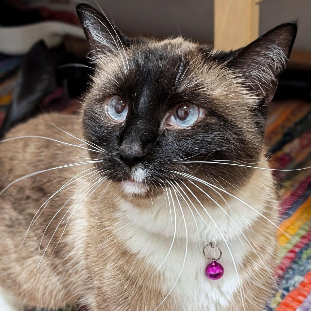Minnow, a ADOPTABLE Snowshoe in New York, NY image 2/6