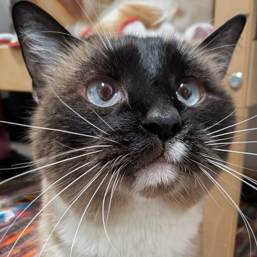 Minnow, ADOPTABLE, Adult Female Snowshoe.