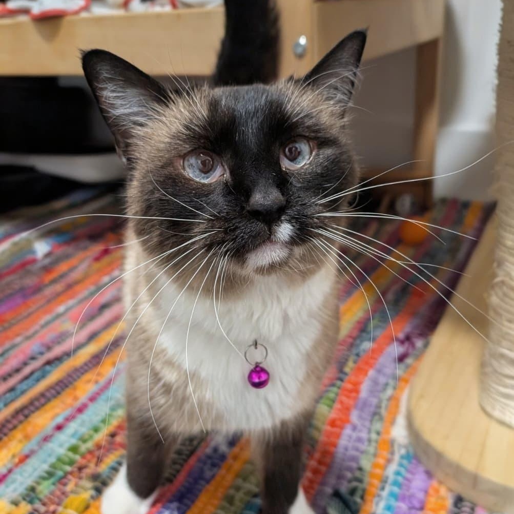Minnow, a ADOPTABLE Snowshoe in New York, NY image 4/6