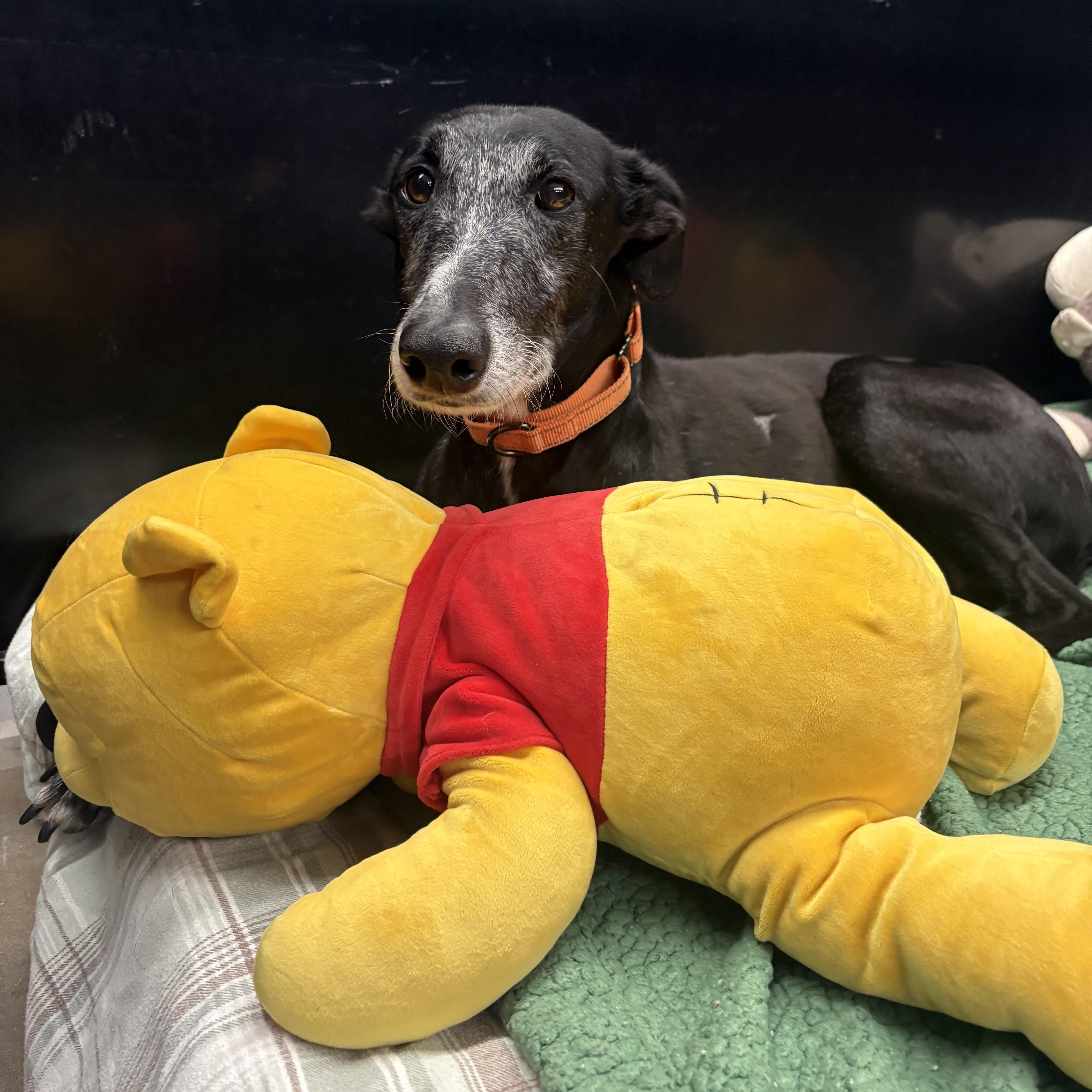 Peter, an adopted Galgo Spanish Greyhound in Swanzey, NH image 1/2