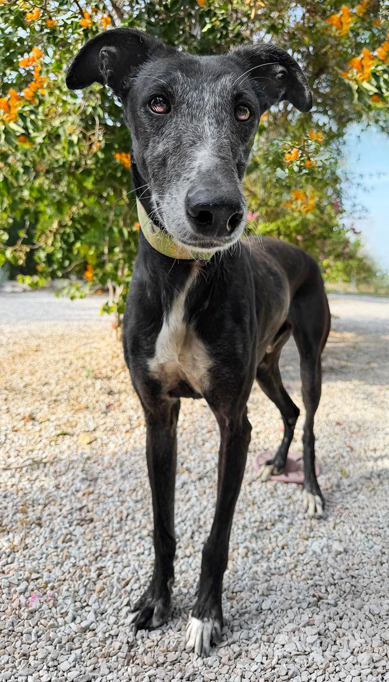 Peter, an adopted Galgo Spanish Greyhound in Swanzey, NH image 2/2