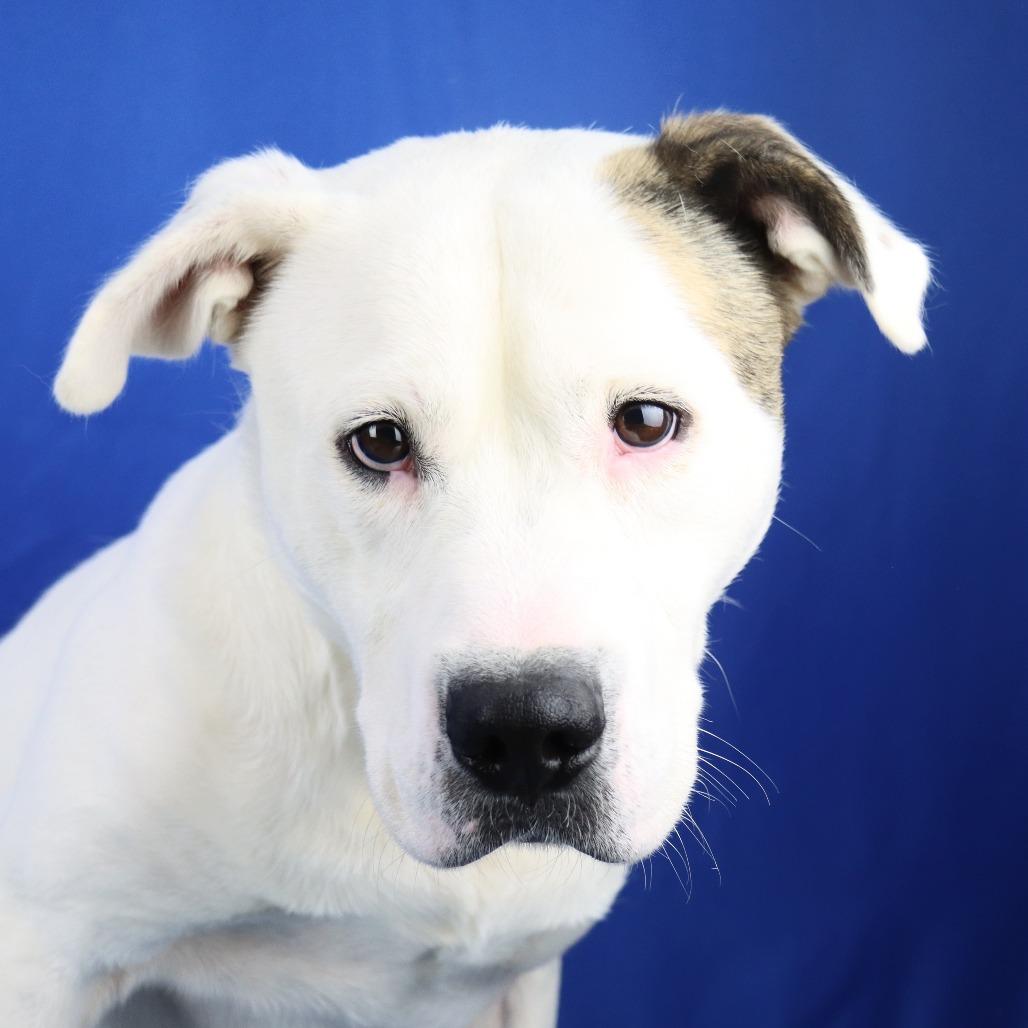Milo - 021806U, Adoptable, Adult Male Pit Bull Terrier & Mixed Breed.
