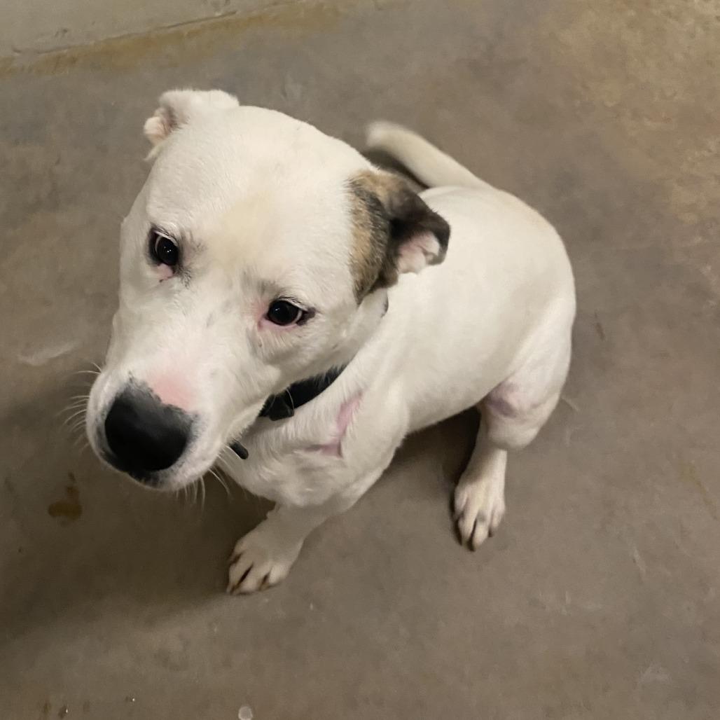 Milo - 021806U, a Adoptable mixed breed in Tupelo, MS image 3/3