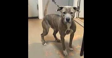 Trooper, Adoptable, Adult Male Pit Bull Terrier.