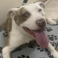 champ, ADOPTABLE, Young Male Pit Bull Terrier.