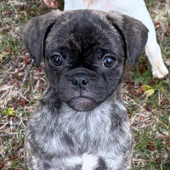 Paris (City Pup), adopted, Puppy Female Pug & Maltese.