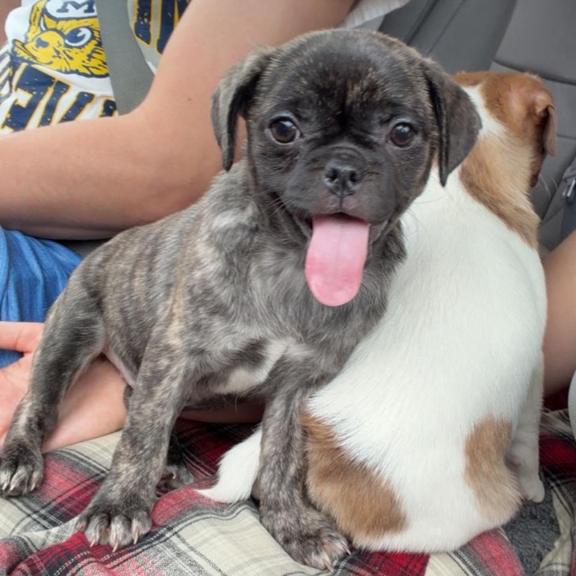 Enlarge Paris (City Pup), an adopted mixed breed in Alma, MI image 2/2