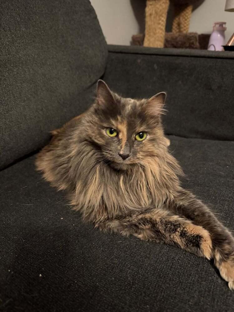 Enlarge Skylar (26-166 C), a Adoptable Domestic Long Hair in Lansing, MI image 1/3