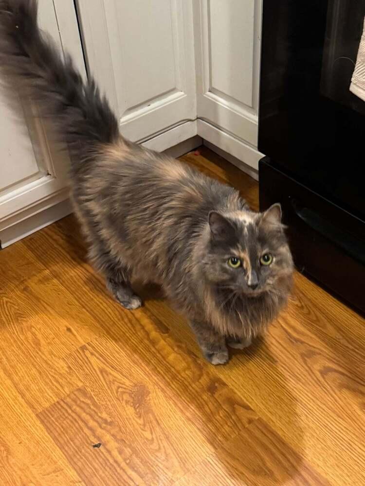 Enlarge Skylar (26-166 C), a Adoptable Domestic Long Hair in Lansing, MI image 2/3