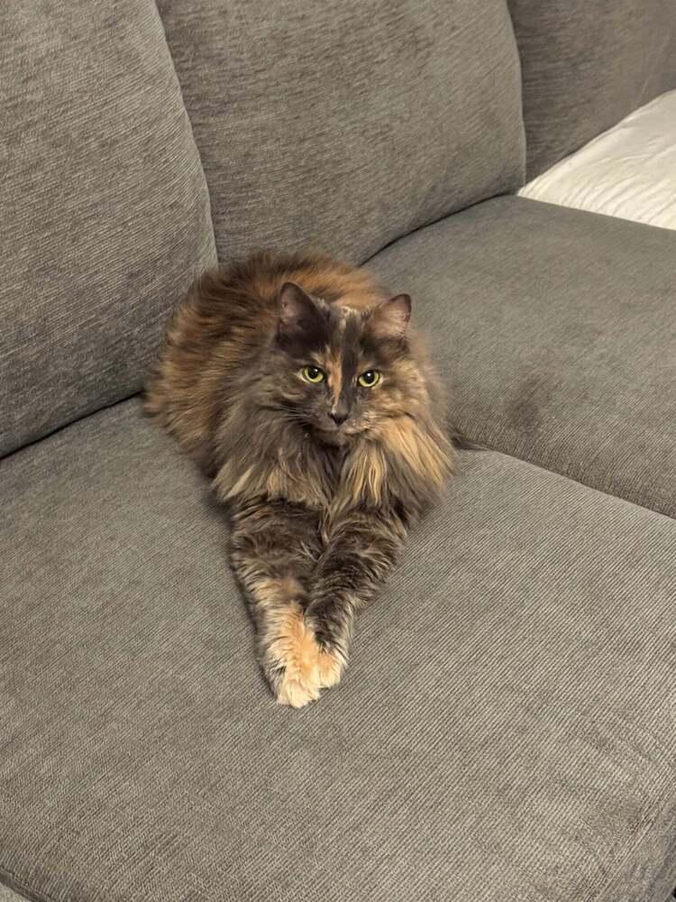 Enlarge Skylar (26-166 C), a Adoptable Domestic Long Hair in Lansing, MI image 3/3
