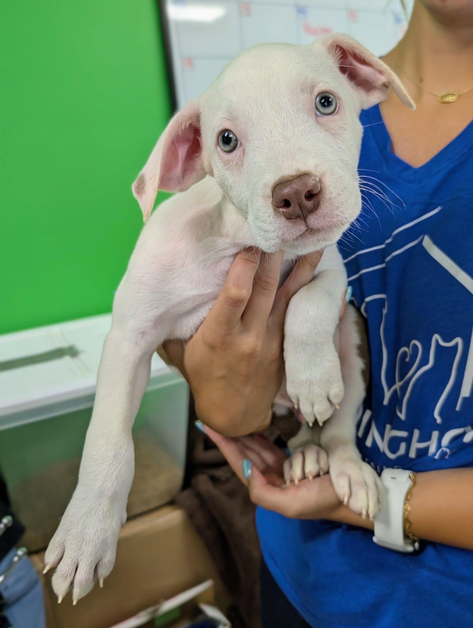 Skater Boy, adopted, Puppy Male Australian Shepherd & Terrier.