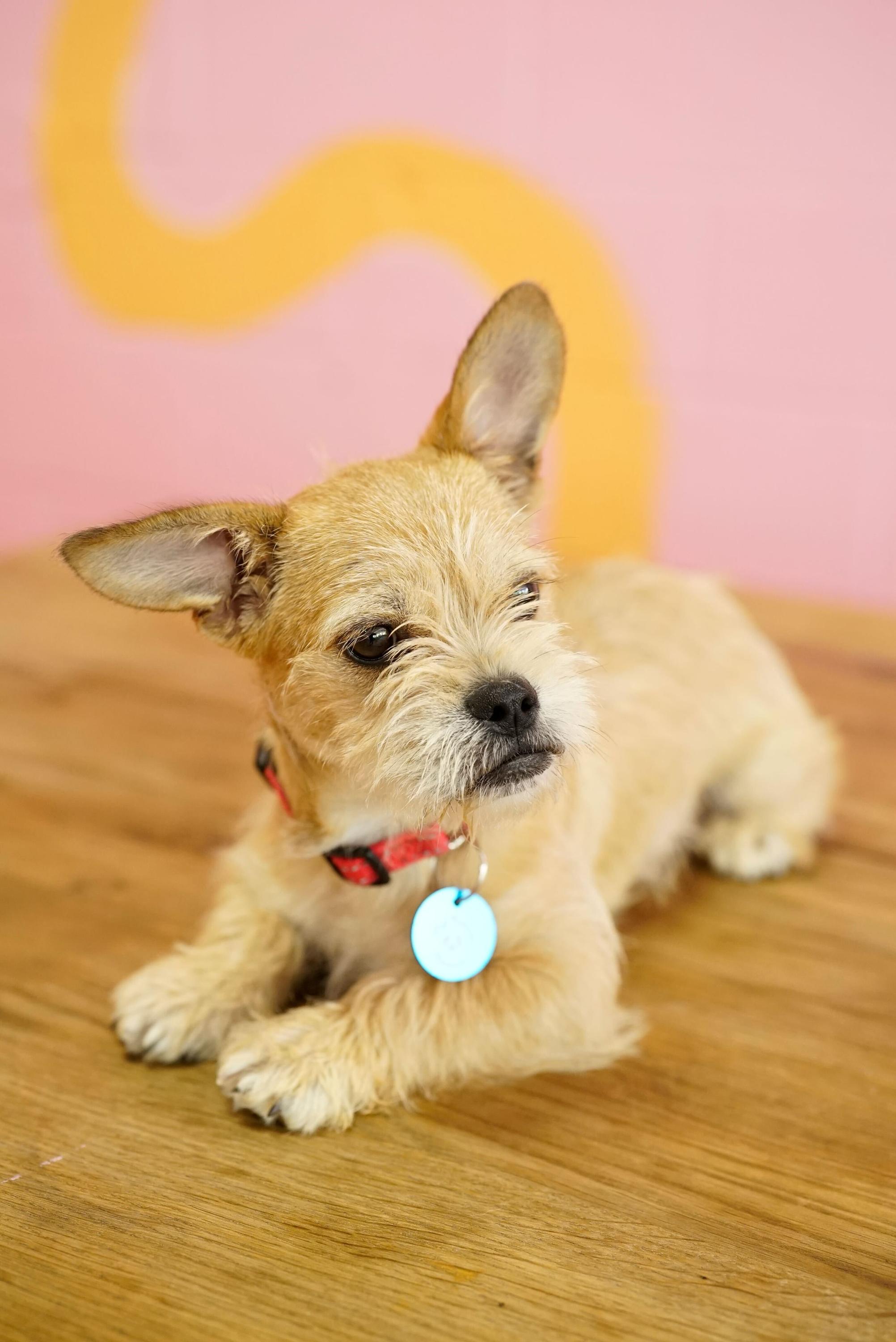 Enlarge Lavender , an adopted mixed breed in Pasadena, CA image 4/5