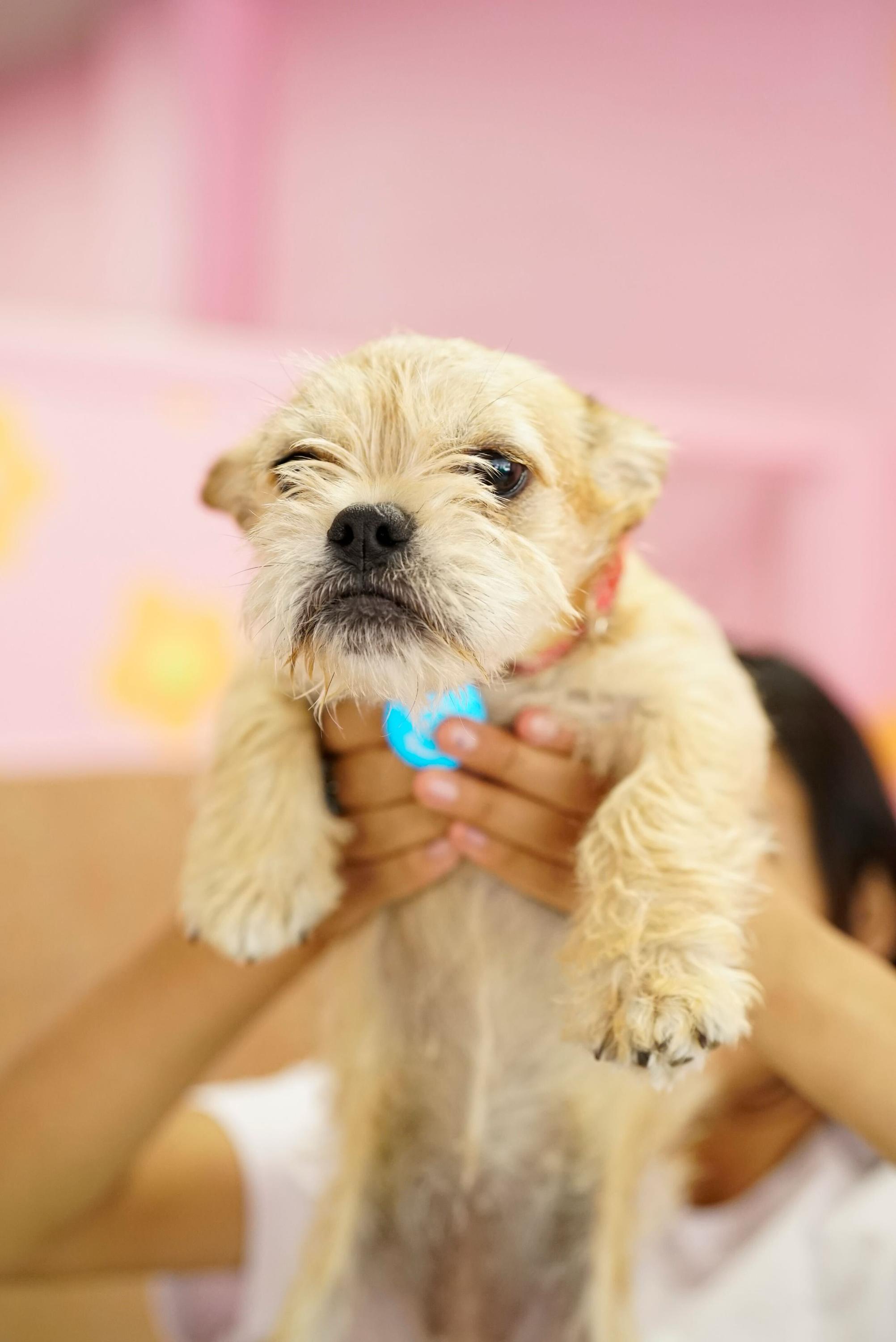 Enlarge Lavender , an adopted mixed breed in Pasadena, CA image 5/5