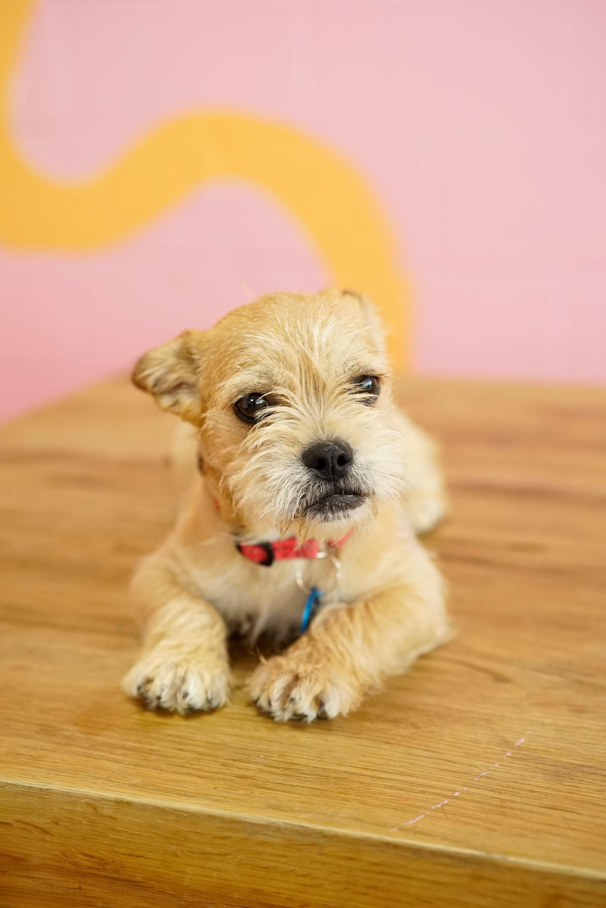Enlarge Lavender , an adopted mixed breed in Pasadena, CA image 3/5