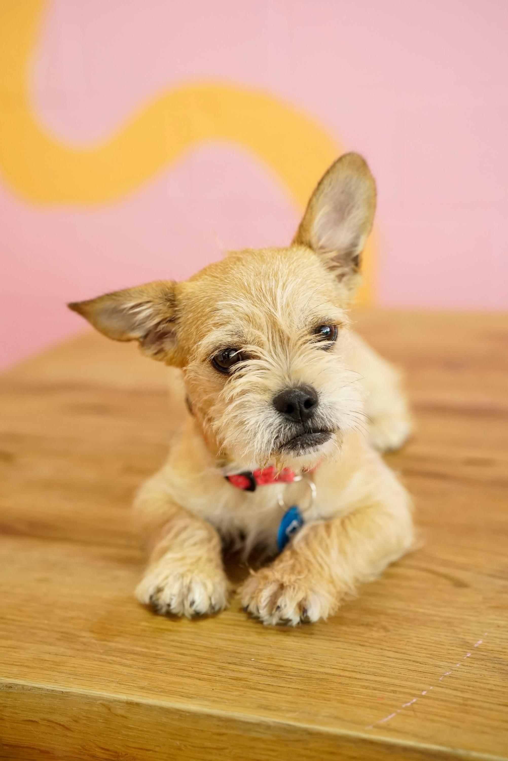 Enlarge Lavender , an adopted mixed breed in Pasadena, CA image 1/5