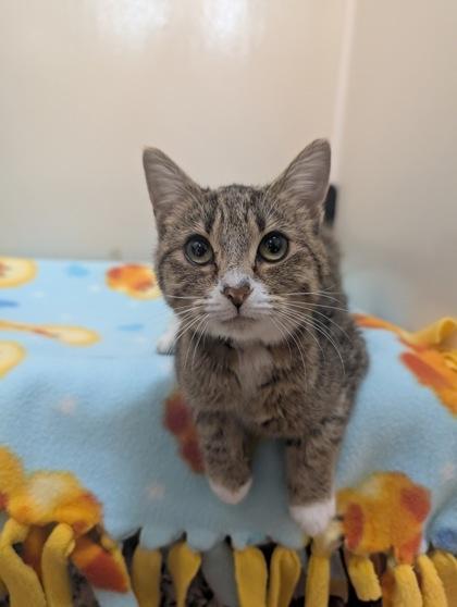 Corduroy, adopted, Adult Female Domestic Short Hair.