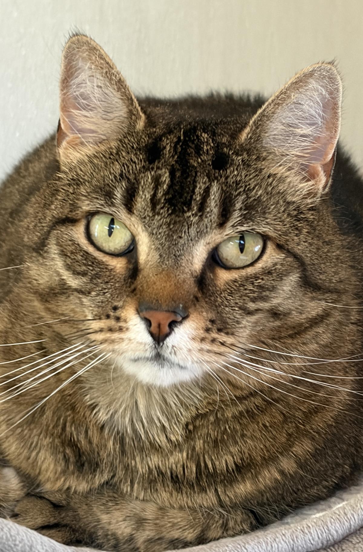 Avida, Adoptable, Adult Female Domestic Short Hair.
