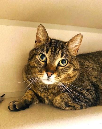 Avida, Adoptable, Adult Female Domestic Short Hair.