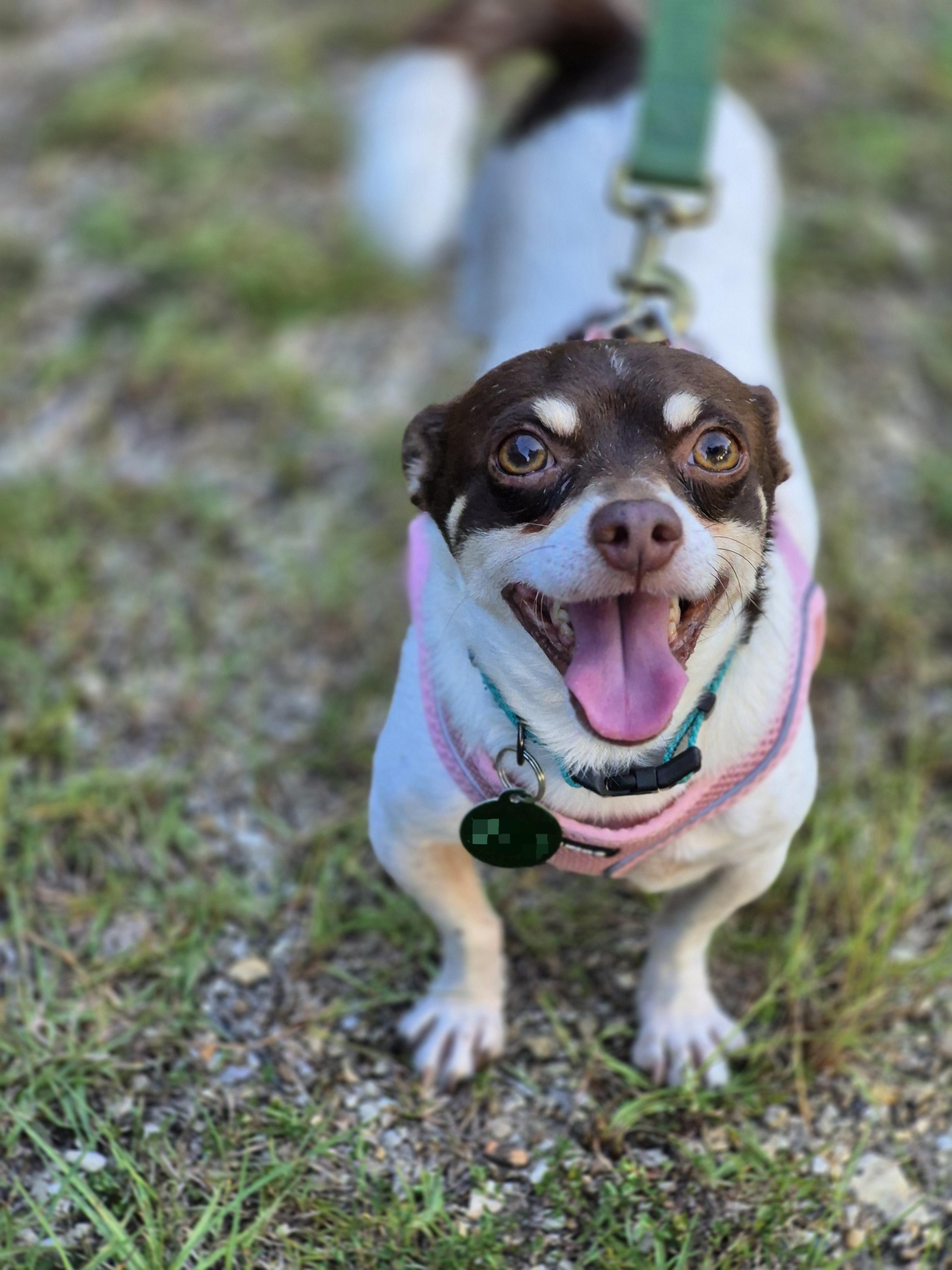 Sport, a Adopted Chihuahua in metairie, LA image 2/5