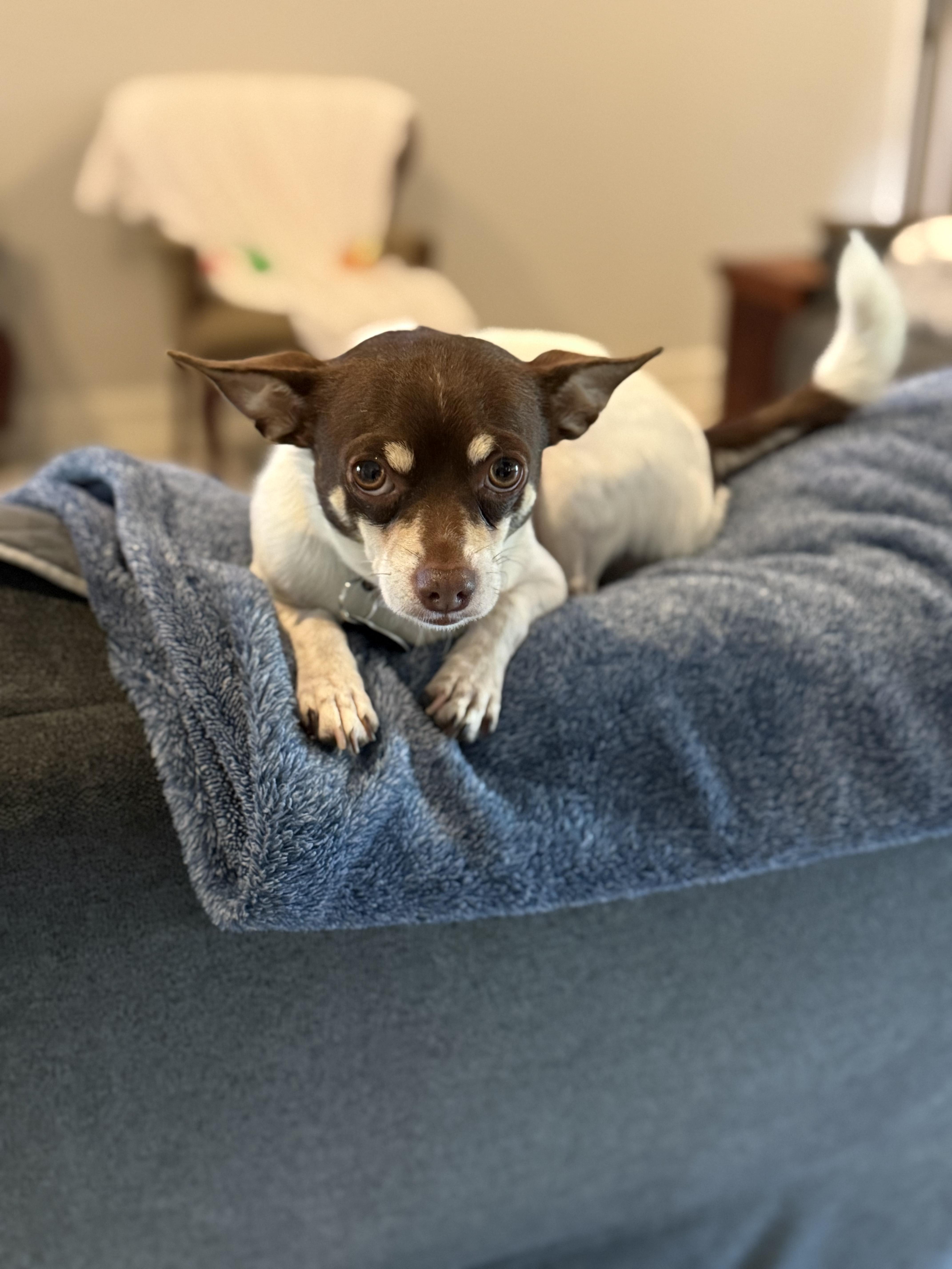 Sport, a Adopted Chihuahua in metairie, LA image 5/5