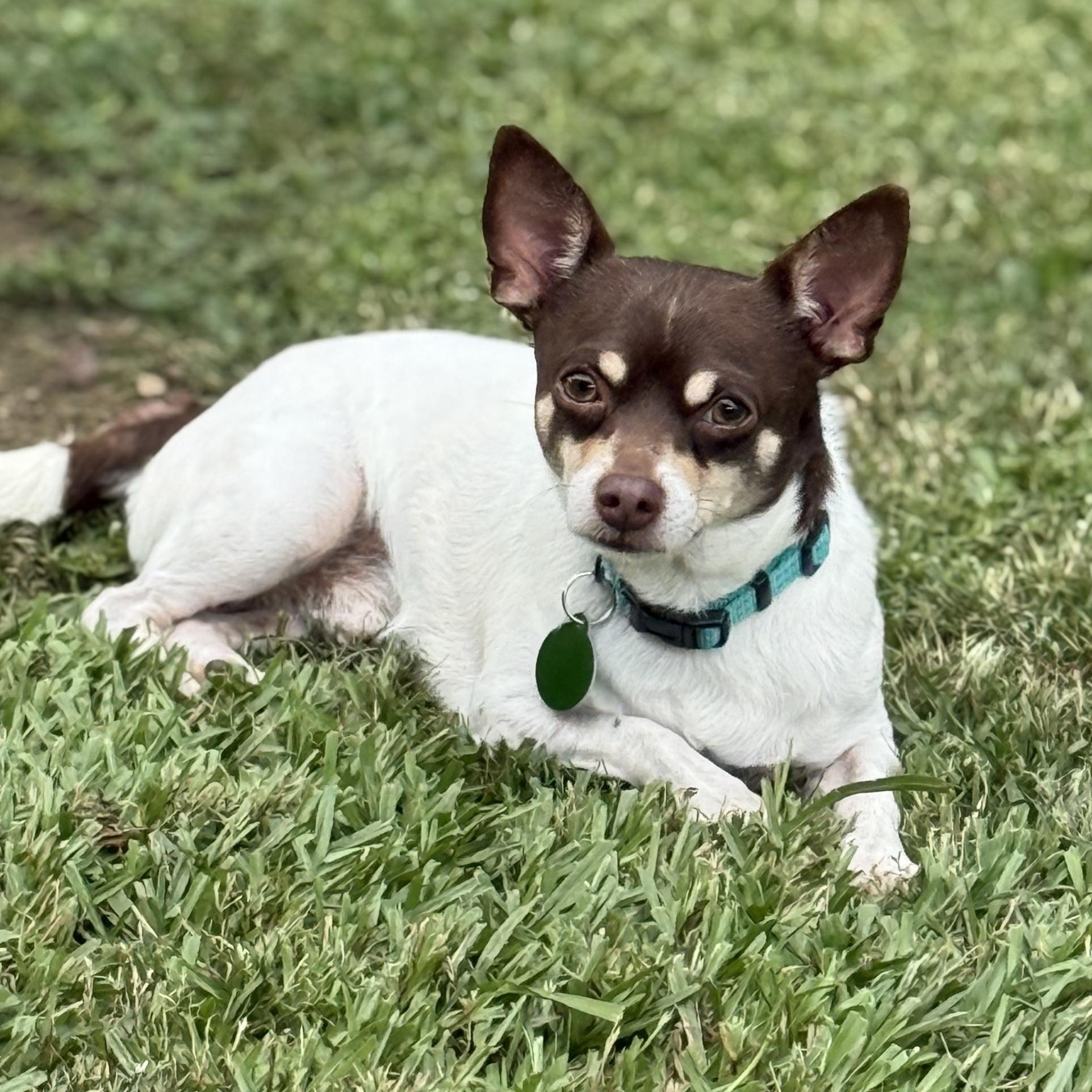 Sport, Adopted, Adult Male Chihuahua.