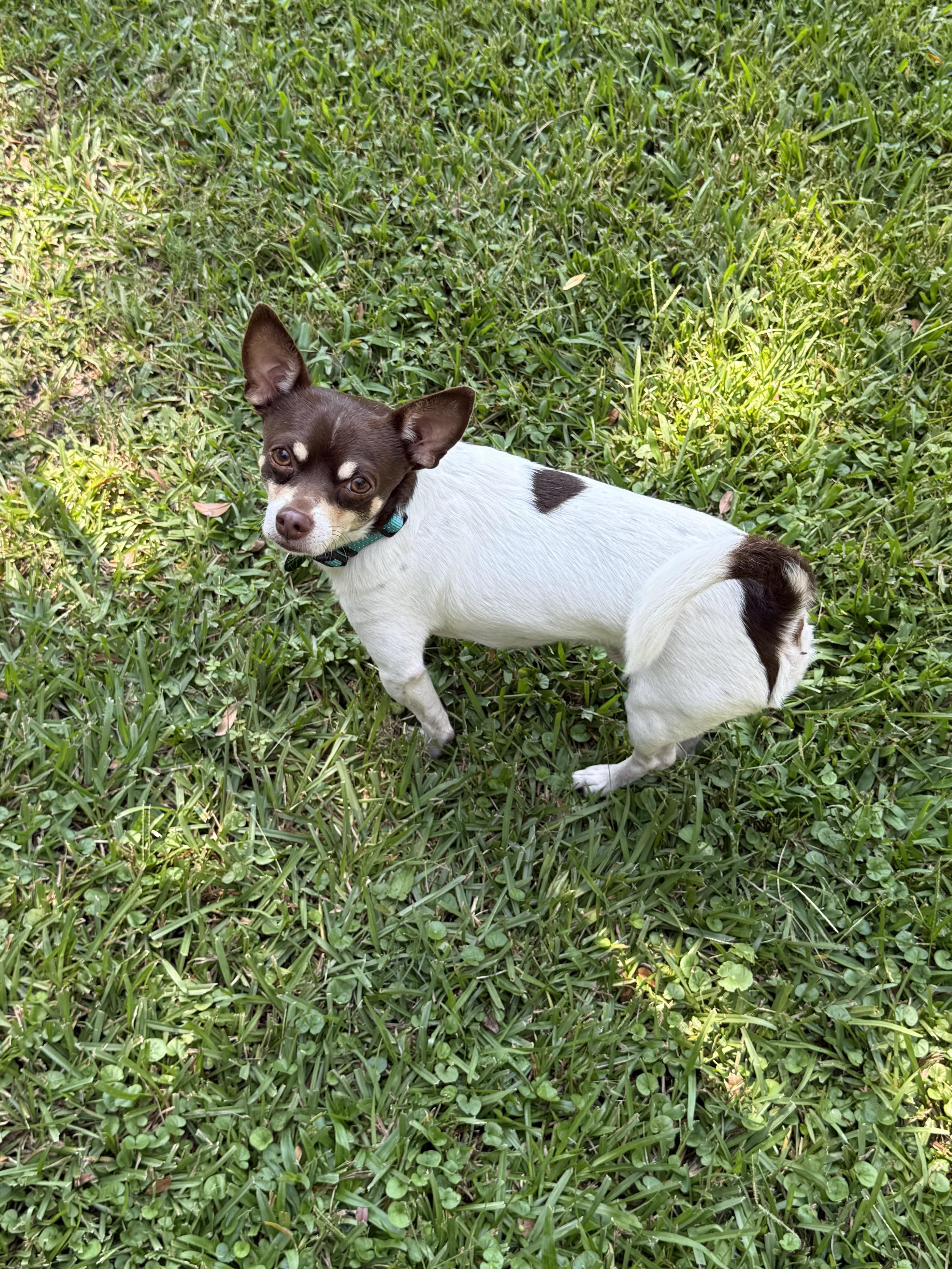 Sport, a Adopted Chihuahua in metairie, LA image 4/5