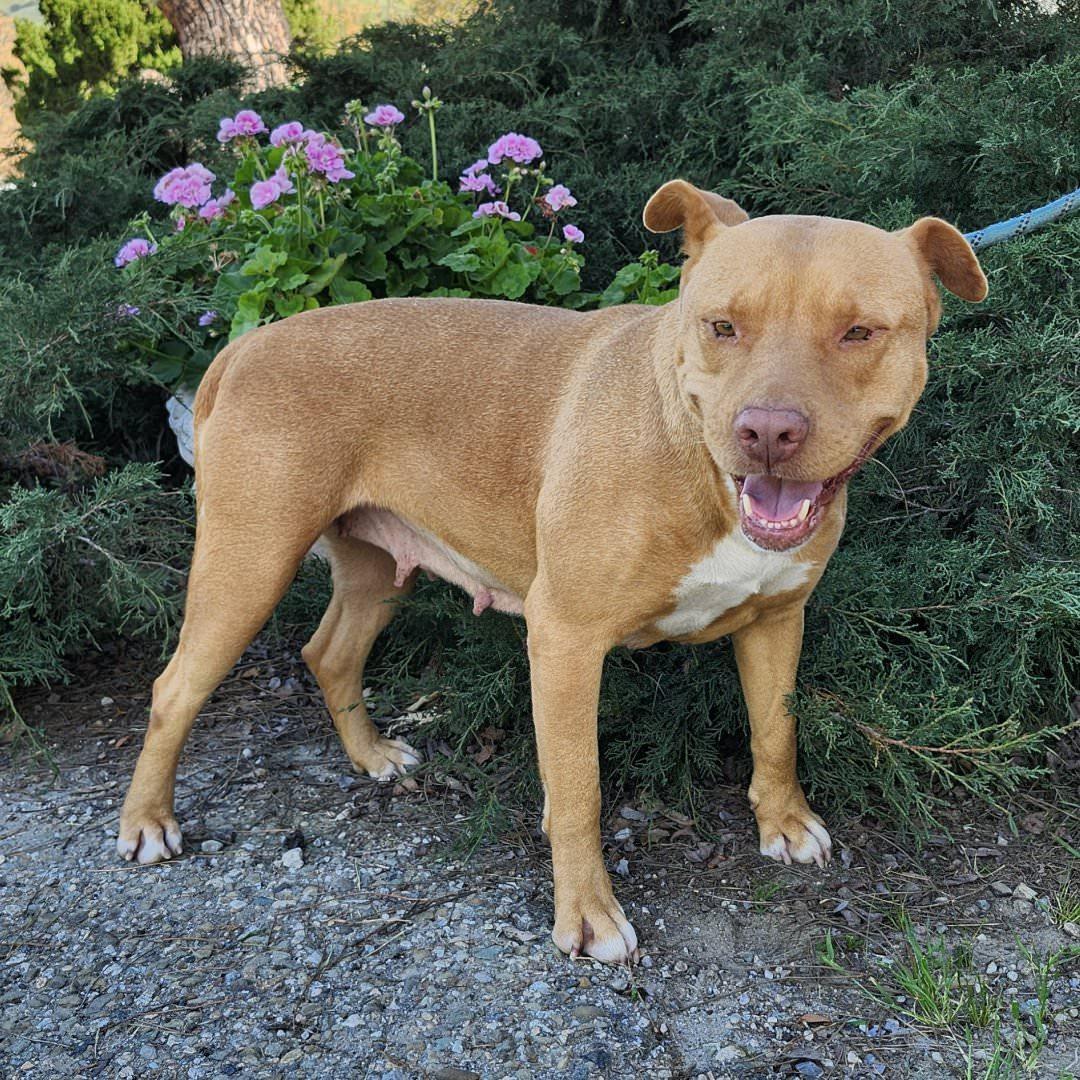 Aurora, a ADOPTABLE Pit Bull Terrier in Burbank, CA image 5/5