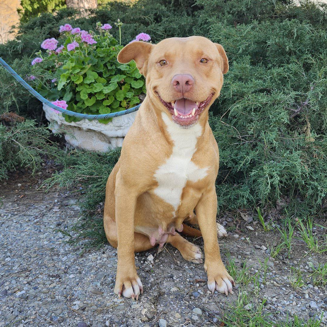Aurora, a ADOPTABLE Pit Bull Terrier in Burbank, CA image 4/5