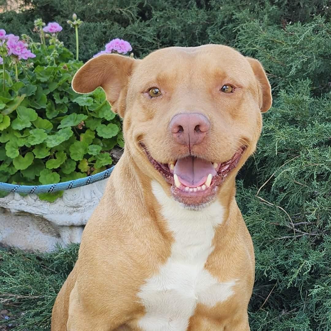 Aurora, a ADOPTABLE Pit Bull Terrier in Burbank, CA image 1/5