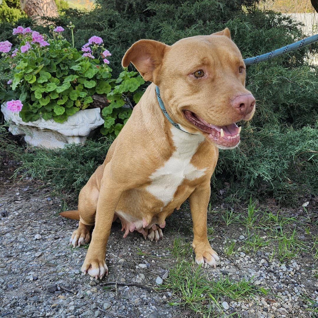 Aurora, a ADOPTABLE Pit Bull Terrier in Burbank, CA image 3/5