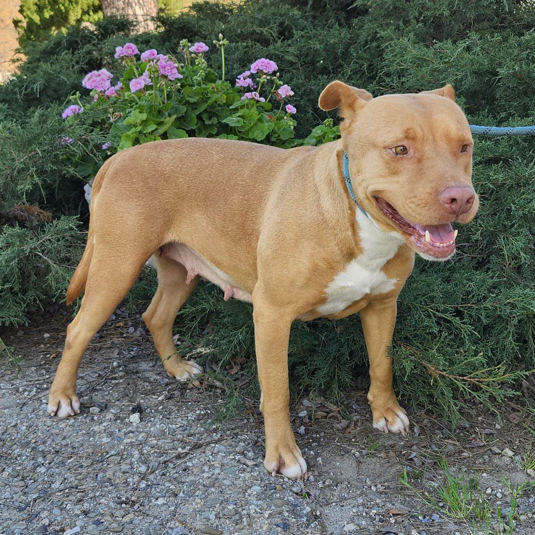 Aurora, a ADOPTABLE Pit Bull Terrier in Burbank, CA image 2/5