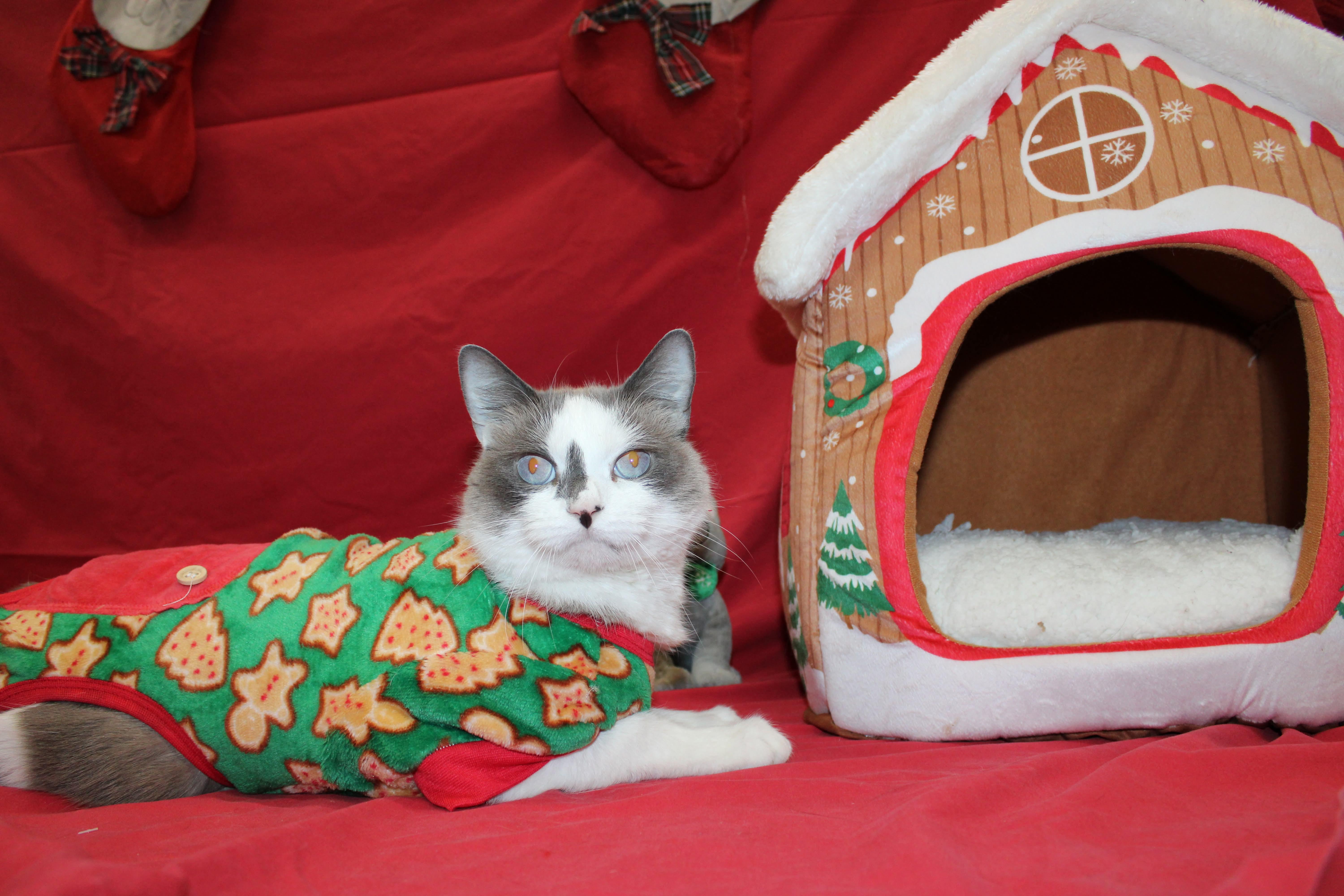 Enlarge Oliver, an adopted Snowshoe in Culpeper, VA image 2/5