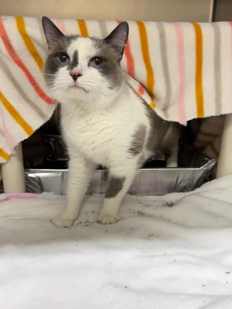 Enlarge Oliver, a Adoptable Snowshoe in Culpeper, VA image 1/1