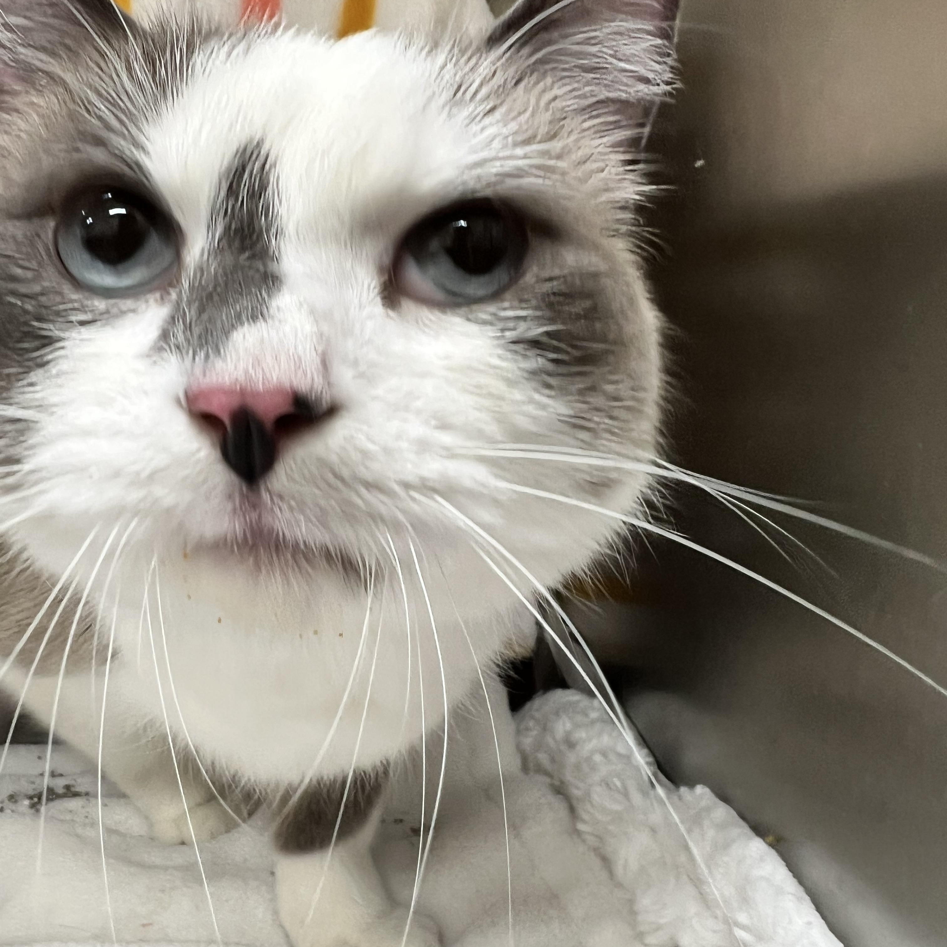 Enlarge Oliver, an adopted Snowshoe in Culpeper, VA image 4/5