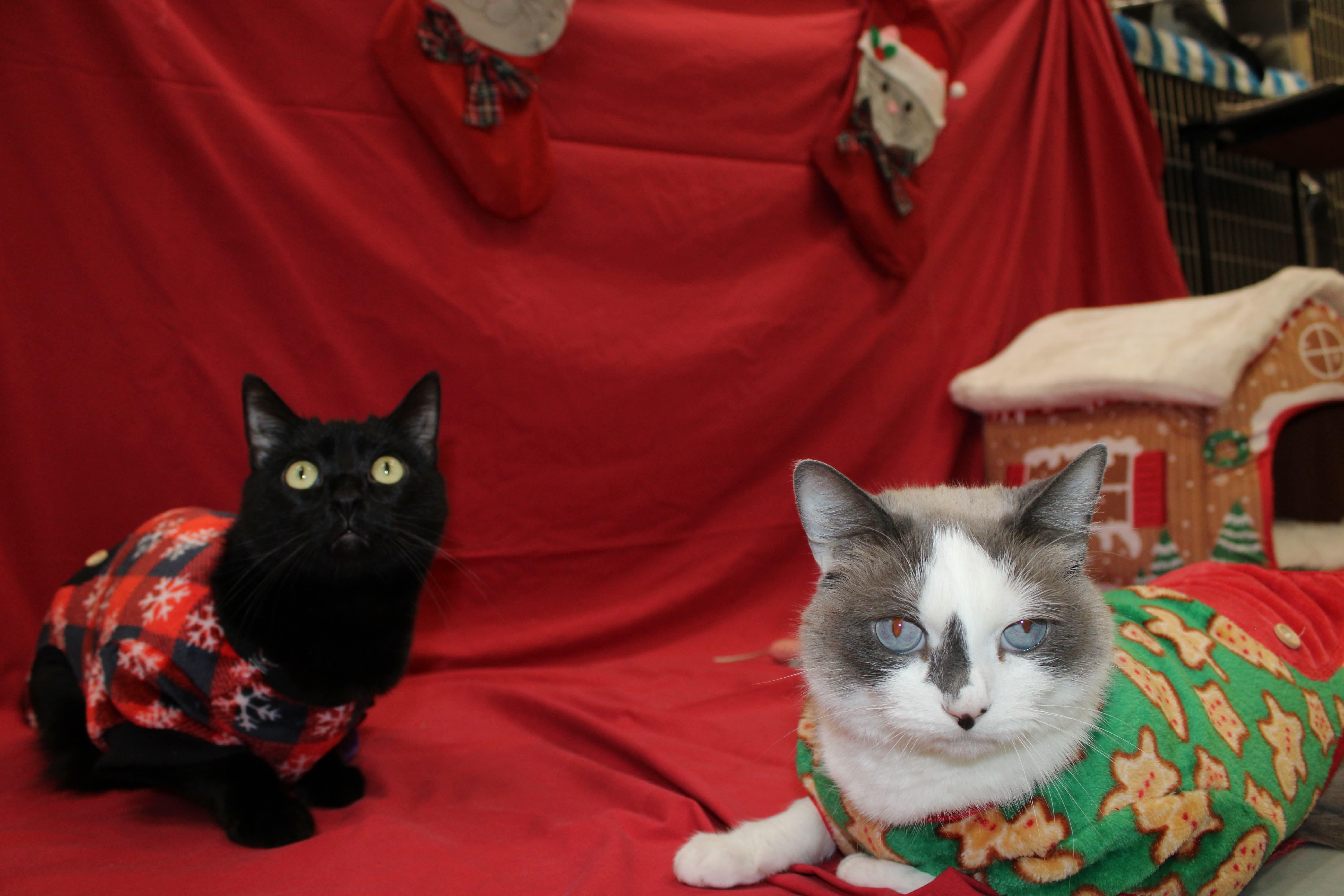 Enlarge Oliver, an adopted Snowshoe in Culpeper, VA image 5/5